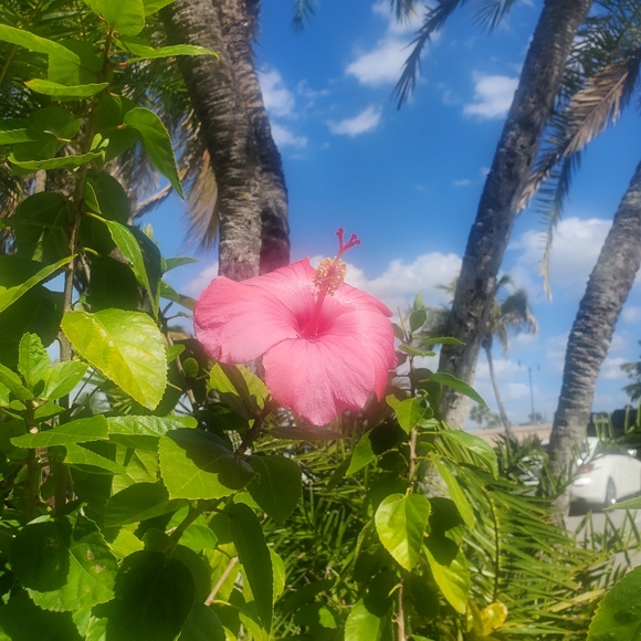 Meet your Posher, Meesh - Picture 4 of 4